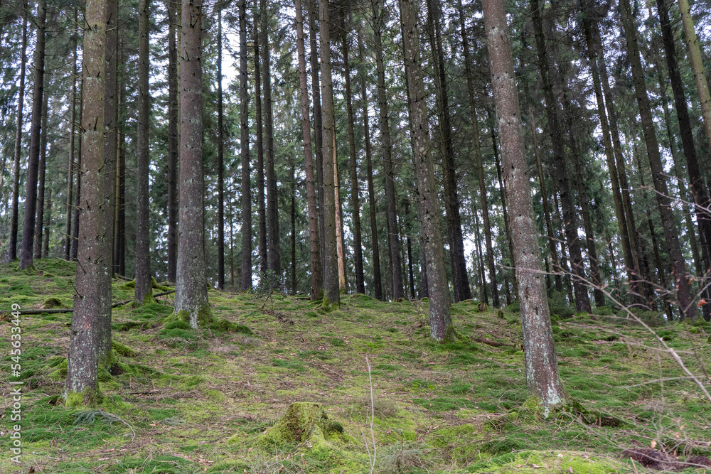 Obraz premium Wald in Wipperfürth