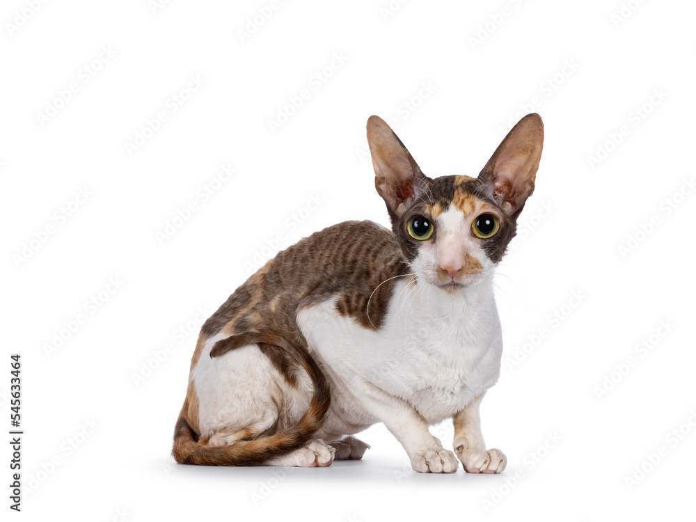 Cute choc tortie with white Cornish Rex cat kitten, sitting in knitted basket. Looking straight to camera with big eyes. Isolated on a white background.
