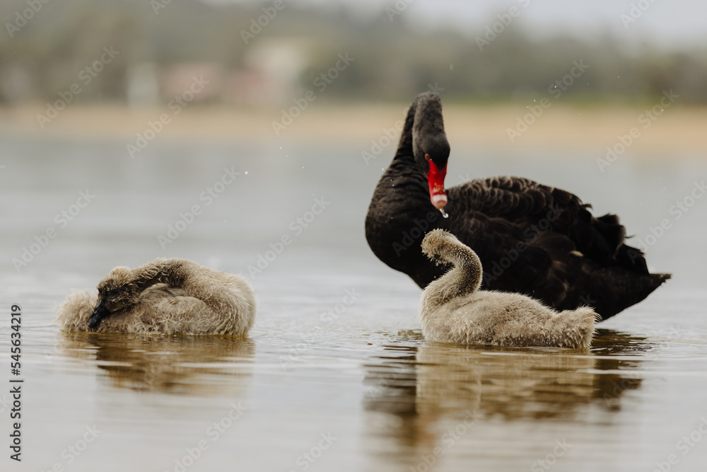 Fototapeta premium Pair of Black Swans swimming in a lake with two Juvenile swans.