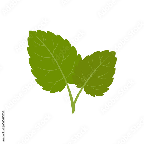 Lemon balm, melissa, aromatic herb. Green leaves isolated on white background. Vector illustration.