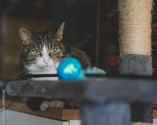 Domestic cat playing in the living room photo