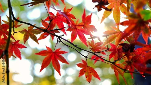 京都御所，秋，紅葉，京都，日本，風景, ，旅行，