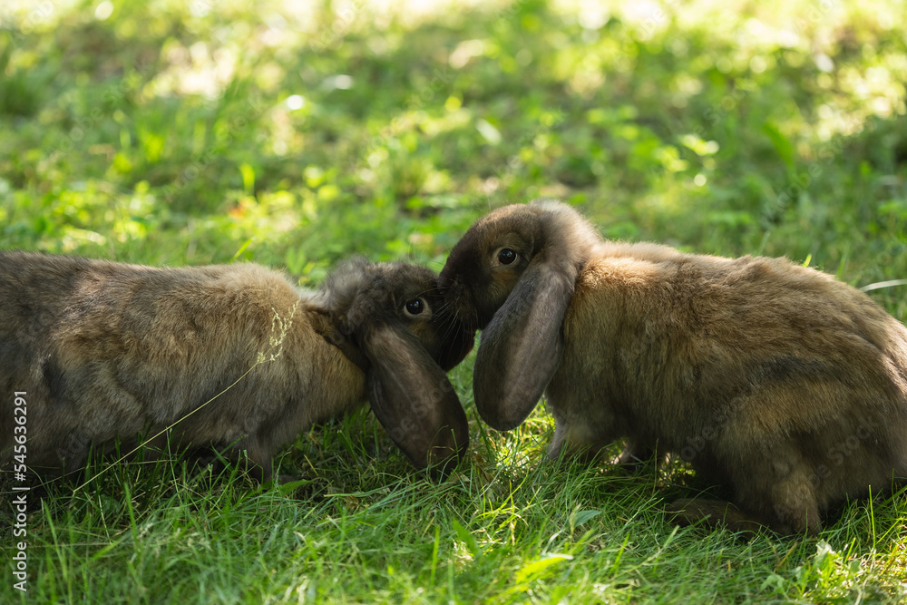 Two French Lop Rabbits Kissing on the Green Grass Two French Lop Rabbits Kissing on the Green Grass