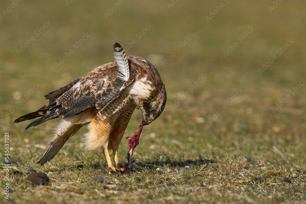 Variable Hawk (Buteo polyosoma) feeding on a small bird it has caught on Sea Lion Island in the Falkland Islands Variable Hawk (Buteo polyosoma) feeding on a small bird it has caught on Sea Lion Island in the Falkland Islands