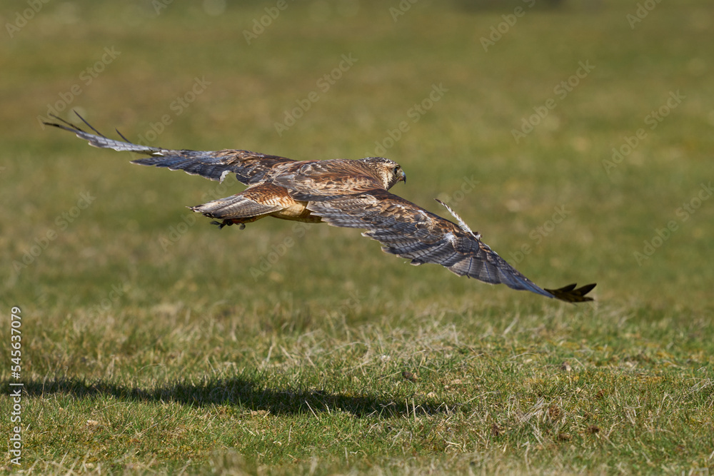 Variable Hawk (Buteo polyosoma) flying low over the ground on Sea Lion Island in the Falkland Islands Variable Hawk (Buteo polyosoma) flying low over the ground on Sea Lion Island in the Falkland Islands
