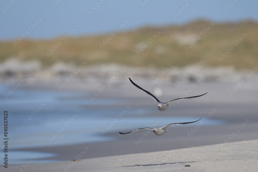 Dolphin Gull (Leucophaeus scoresbii) on the coast of Sea Lion Island in the Falkland Islands Dolphin Gull (Leucophaeus scoresbii) on the coast of Sea Lion Island in the Falkland Islands