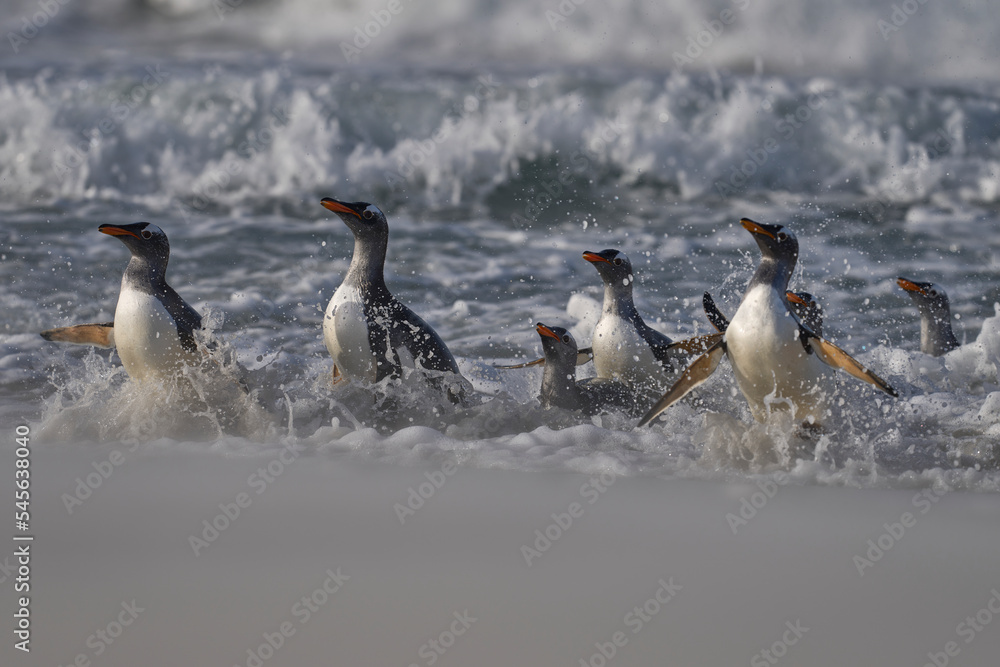 Fototapeta premium Gentoo Penguins (Pygoscelis papua) coming ashore after feeding at sea on Sea Lion Island in the Falkland Islands.
