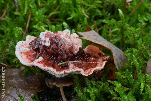 Inedible mushroom Hydnellum peckii in the spruce forest. Known as Bleeding tooth fungus, Devil's Tooth or Red-juice Tooth. Wild mushroom growing in the moss.