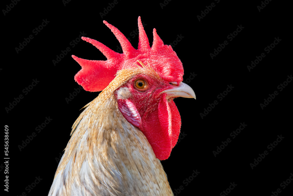 Head of a rooster on black background