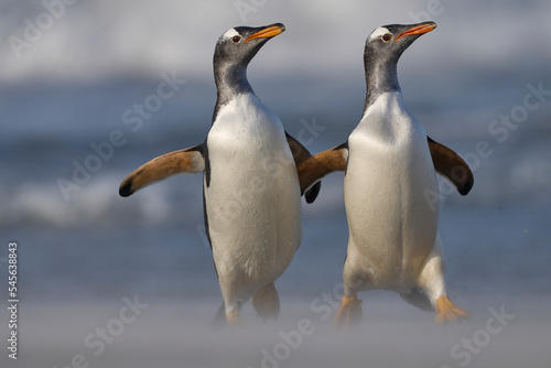 Gentoo Penguin  Pygoscelis papua  standing on the beach after coming ashore on Sea Lion Island in the Falkland Islands.