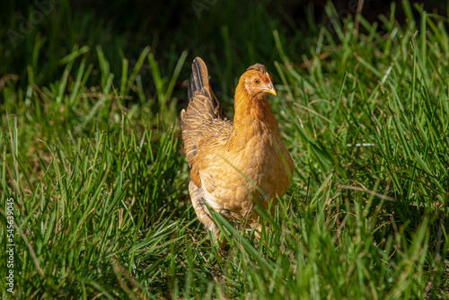 Free Range Chicken Hen photo