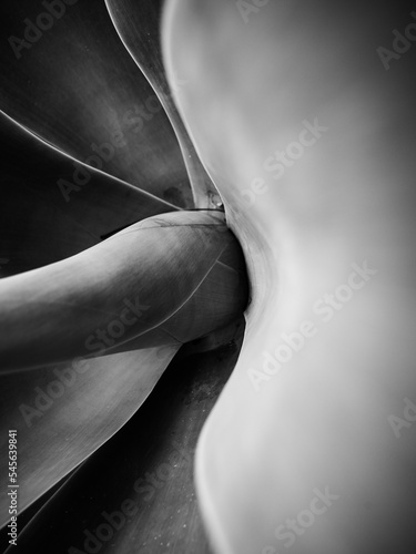 Black and white agave plant