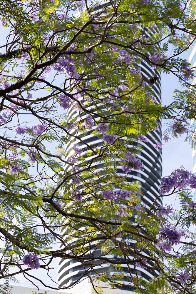 Fototapeta premium jacaranda tree against a tall building