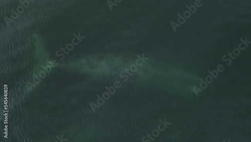 The great Grendlan whale swims underwater and wags its tail. Aerial photography of whales from a low altitude. Greenish water and small waves from the wind. photo