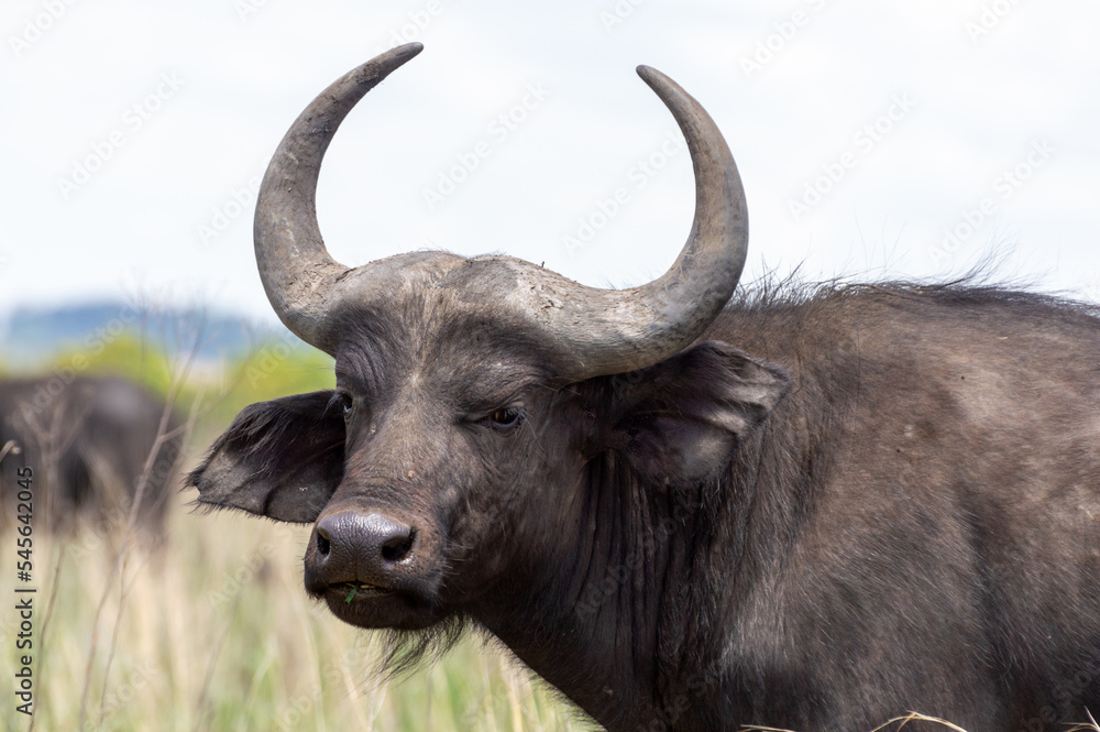 Cape Buffalo with large and beautiful horns Cape Buffalo with large and beautiful horns
