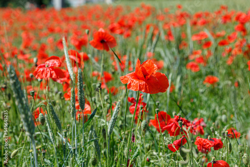 Beautiful red poppies on the field