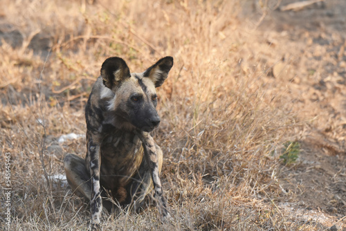 African wild dog, also called the painted dog or Cape hunting dog