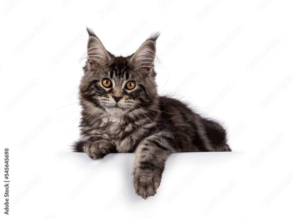 Fluffy black tabby Maine coon cat kitten, standing side ways. Looking towards camera with cute head tilt. Isolated on a white background