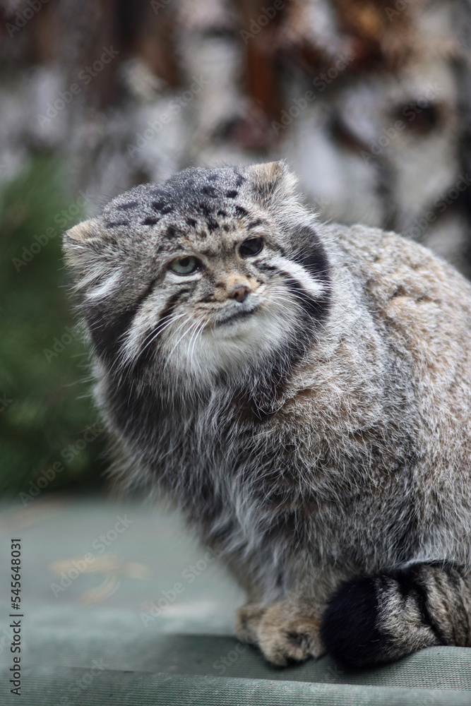 close-up portrait of manul cat close-up portrait of manul cat