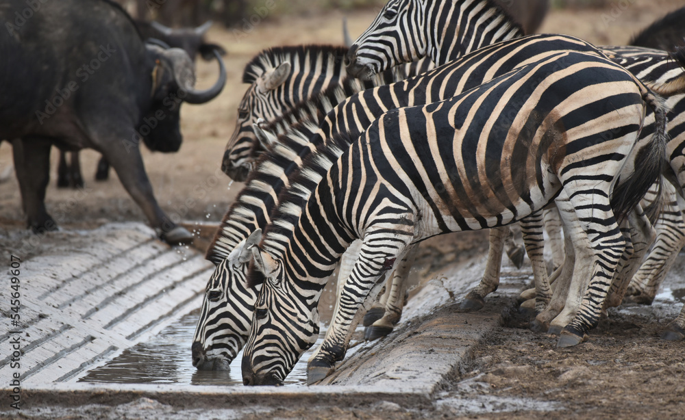 Fototapeta premium Portrait of Southern Zebra in Kruger National Park