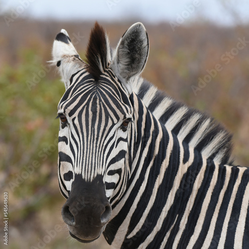 Portrait of Southern Zebra in Kruger National Park