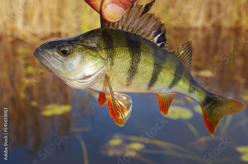 River perch caught on spinning, against the background of the river