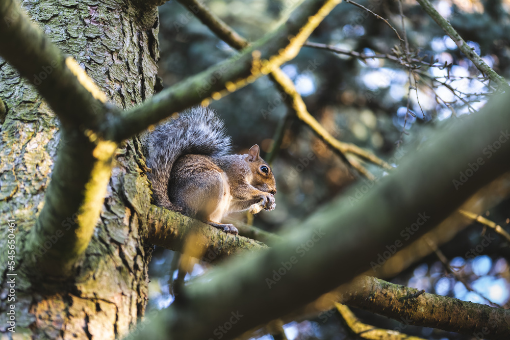 Obraz premium squirrel on tree
