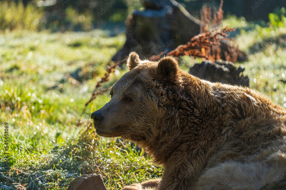 Brown bear face in the Carpathian mountains on a autumn day, close up. Ukraine Brown bear face in the Carpathian mountains on a autumn day, close up. Ukraine