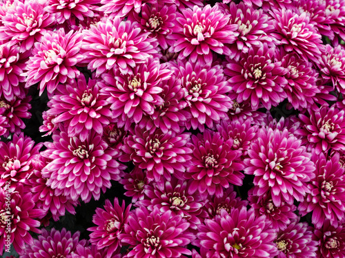 Florist s daisies.  Chrysanthemum    morifolium  Background of rose purple flower heads