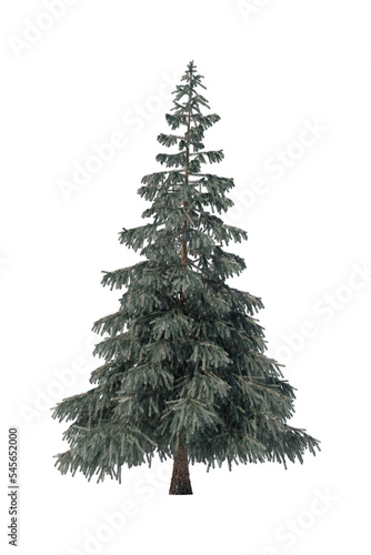 3d render of blue spruce isolated on transparent background.