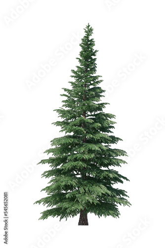 3d render of green spruce isolated on transparent background.