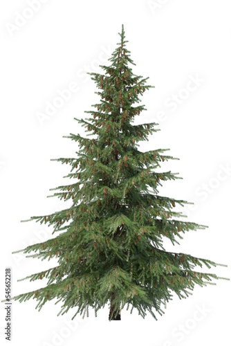3d render of spruce with cone isolated on transparent background.