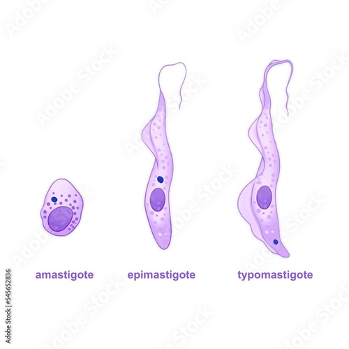 Trypanosoma cruzi is a parasitic protozoan causing Chagas disease  photo