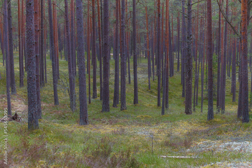 Obraz premium View in to tall pine trees