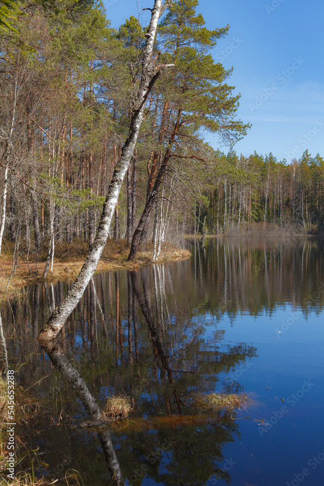 Obraz premium Lake with trees on the shore