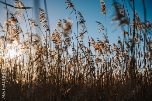 reeds in the wind