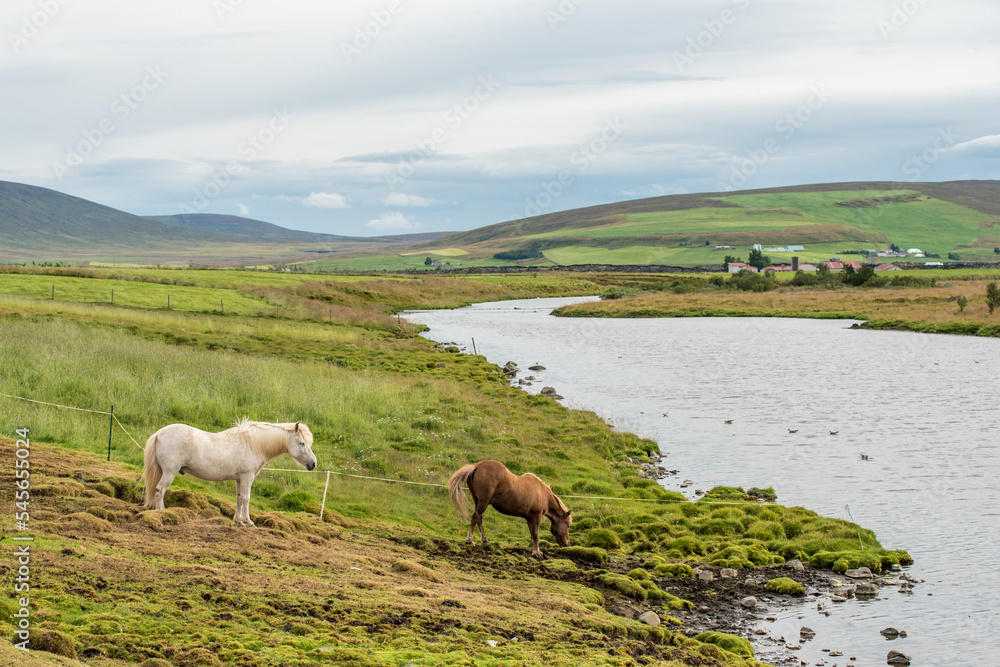 Fototapeta premium Icelandic horses in the countryside of Adaldalur in Iceland. These horses are unique for Iceland and display a typical gait called tölt.