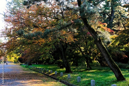 Wallpaper Mural 京都御所，秋，紅葉，京都，日本，風景, ，旅行， 建築，自然，木，背景，黄色，庭, ，光，観光スポット, 建築, 公園, 自然, 通り, 観光 Torontodigital.ca