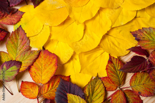 Bright autumn tree leaves lying on a wooden surface.