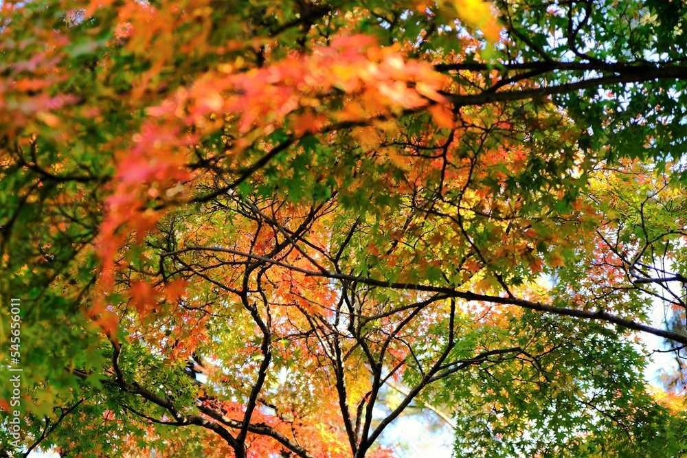 京都御所，秋，紅葉，京都，日本，風景,，旅行， 建築，自然，木，背景，黄色，庭,，光，観光スポット