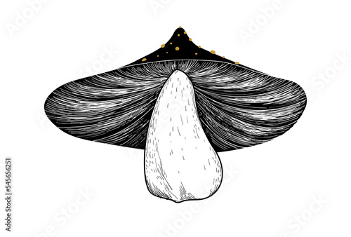 Hand drawing of a large edible mushroom, beautiful line sketch, forest poisonous mushroom, witch illustration, boho icon. Vector illustration isolated on white background.