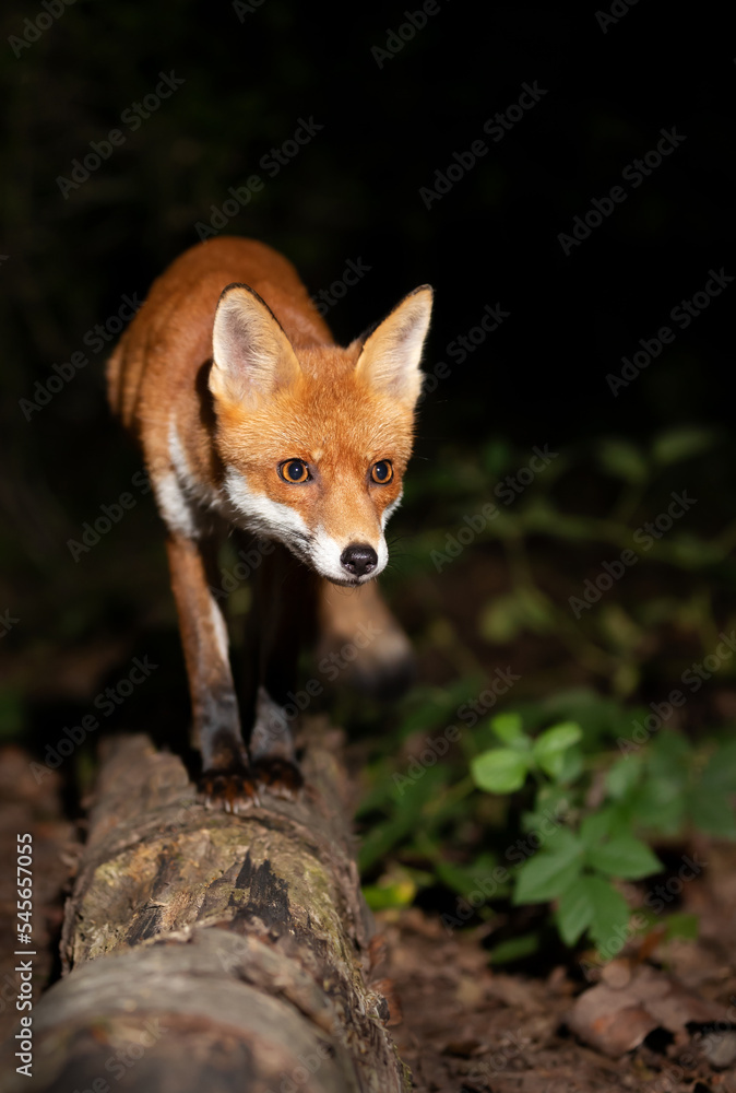 Naklejka premium Close up of a Red fox standing on a fallen tree at night