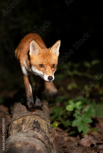 Close up of a Red fox standing on a fallen tree at night