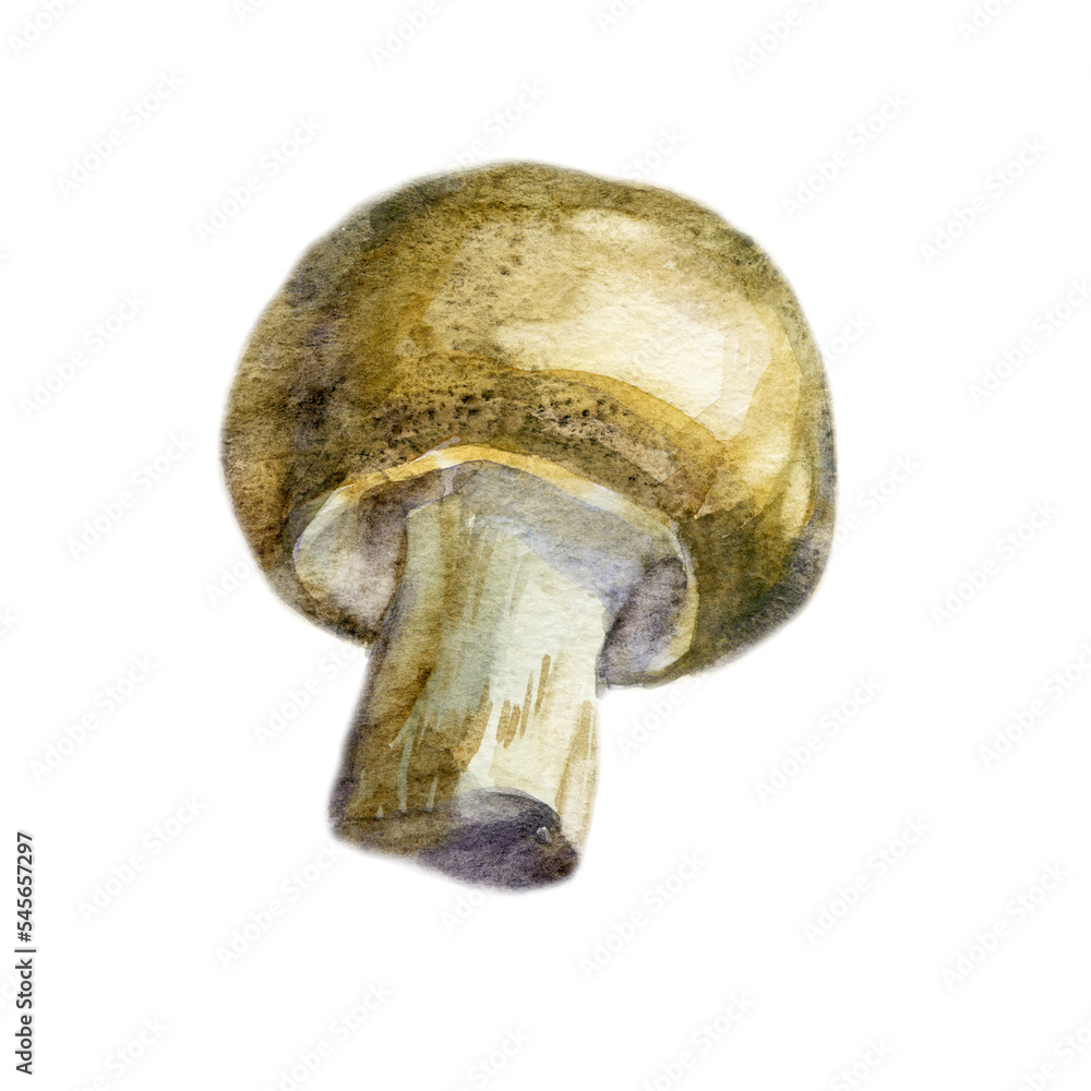 Watercolor illustration, image of a mushroom. Watercolor illustration, image of a mushroom.