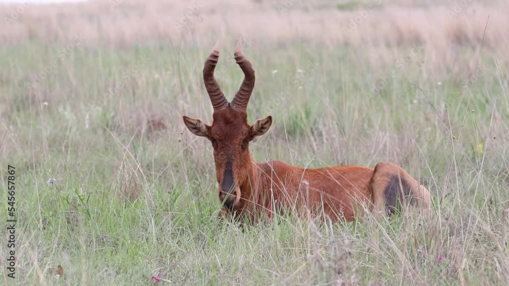 Slow motion of flies flying around the head of Red hartebeest (Alcelaphus buselaphus caama or A. caama) resting in the grass Slow motion of flies flying around the head of Red hartebeest (Alcelaphus buselaphus caama or A. caama) resting in the grass