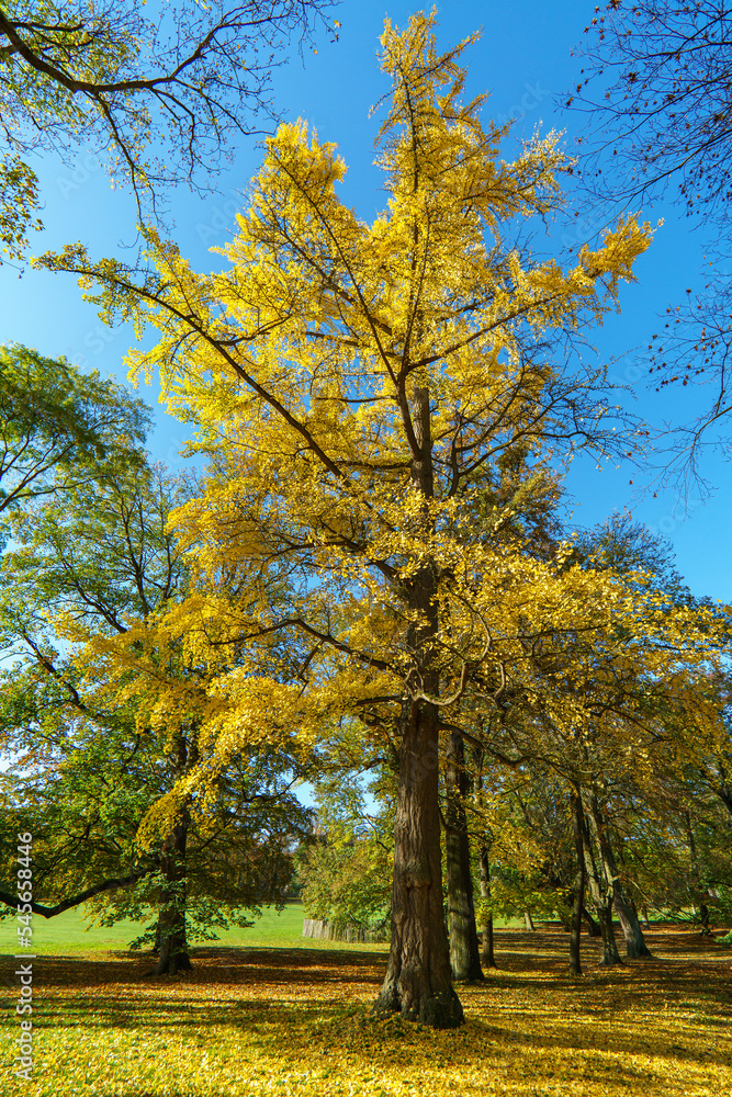 Fototapeta premium Wunderschöner Fächerblattbaum (Ginkgo) im goldenen Herbst