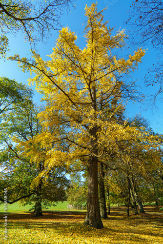 Wunderschöner Fächerblattbaum (Ginkgo) im goldenen Herbst