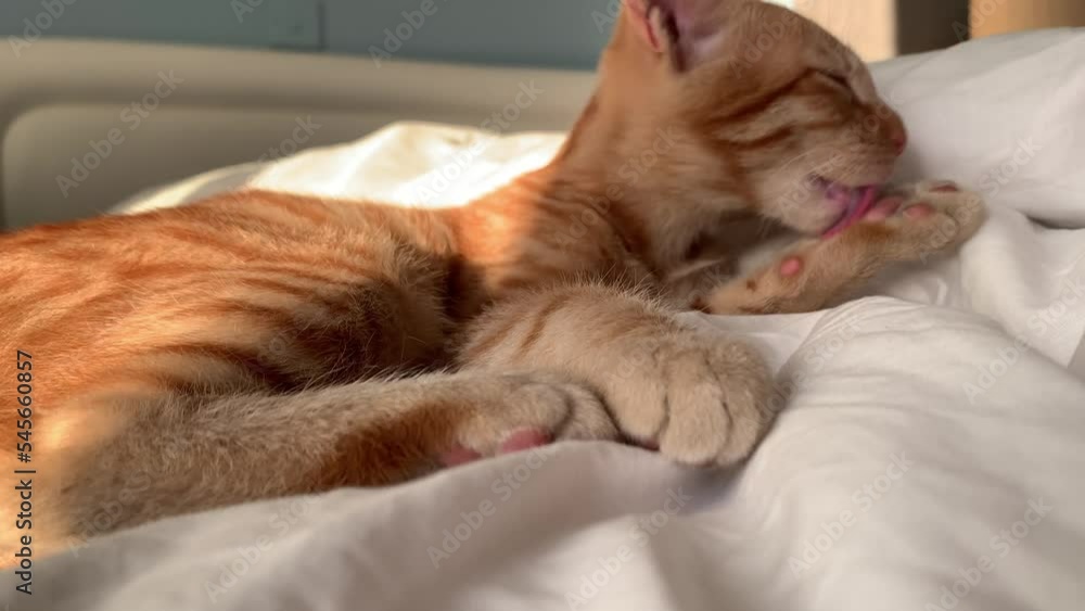 beautiful red cat licks his fur on the bed in the morning 4K beautiful red cat licks his fur on the bed in the morning 4K