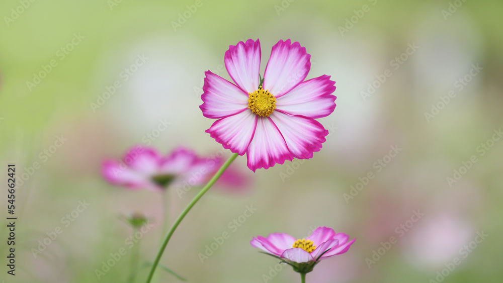 small pink cosmos flower small pink cosmos flower