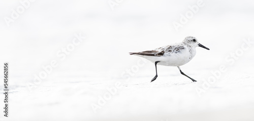 Fotografía A Sanderling (Calidris alba) in the beach of the Ebro Delta